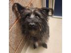 Adopt Toto a Cairn Terrier