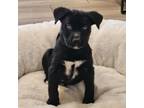 Adopt Moose a Mixed Breed