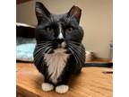 Adopt Wayne a Domestic Short Hair