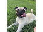 Adopt Richmon aka Richie a Pug