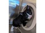 Adopt Titan a Domestic Short Hair