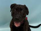 Adopt Ferdinand a Pit Bull Terrier, Labrador Retriever