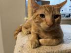 Adopt Colonel Mustard 4383 a Domestic Short Hair