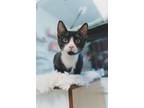 Adopt Oreo 4400 a Domestic Short Hair