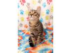 Adopt Peanut 4405 a Domestic Short Hair