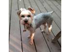 Adopt Slippery Sam a Yorkshire Terrier, Mixed Breed