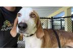 Adopt FRESCO a Treeing Walker Coonhound