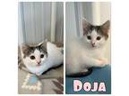 Doja - NN - SR 4 Domestic Shorthair Kitten Female
