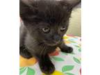 Lionel Domestic Shorthair Kitten Male