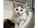 KITTEN EVIE Domestic Shorthair Kitten Female