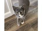 Alfred Domestic Shorthair Young Male