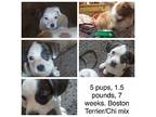 Boston Babies Boston Terrier Puppy Female