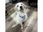 Adopt Marshmallow * I am in a foster to adopt home!! * a Labrador Retriever