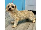 Adopt Mr Fidget 05-1013 a Shih Tzu, Lhasa Apso