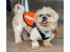 Adopt Maser TX a Shih Tzu