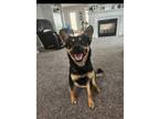 Adopt Drake a Australian Kelpie, Australian Cattle Dog / Blue Heeler