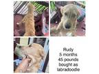 Rudy Labradoodle Puppy Female