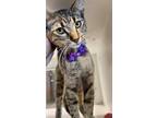 Sparkle Domestic Shorthair Young Female