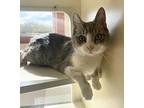 Daisy Domestic Shorthair Adult Female