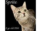 Sprite Domestic Shorthair Adult Male
