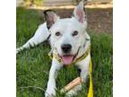 Adopt Patchee a Mixed Breed