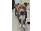 Adopt Moto Moto a American Staffordshire Terrier, Mixed Breed