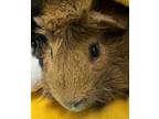 Adopt Brownie *bonded With Cookie* a Guinea Pig