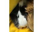 Adopt Cookie *bonded With Brownie* a Guinea Pig