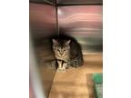 Adopt Hairy a Domestic Short Hair