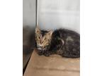 Adopt Sandy a Domestic Short Hair