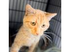 Adopt Cheese Curd a Domestic Short Hair