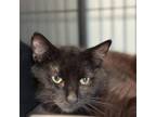 Adopt Slowpoke a Domestic Short Hair