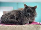 Scruffy Domestic Longhair Senior Male