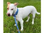 Adopt Loki a Jack Russell Terrier