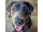 Adopt Bo a Labrador Retriever