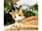 Adopt Beau a American Shorthair