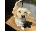 Adopt Lenny a Terrier, Mixed Breed