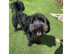 Adopt Jean Luc a Shih Tzu, Mixed Breed