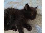 Donovan Domestic Mediumhair Kitten Male