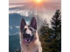 Adopt Charlie 3 a German Shepherd Dog