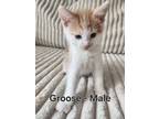 Adopt Groose a Domestic Short Hair