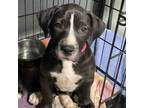 Adopt Beethoven a Pit Bull Terrier