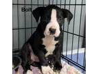 Adopt Bolt a Pit Bull Terrier