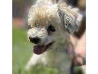 Adopt winston a Havanese