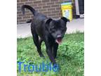 Adopt Trouble a Mixed Breed