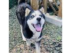 Adopt Striker a Husky