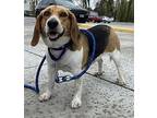 Daisy Mae Beagle Adult Female