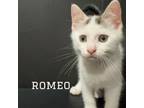 Adopt Romeo a Domestic Short Hair, Turkish Van