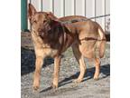 Janie German Shepherd Dog Adult Female