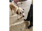 Adopt Ned//BEAU** a Great Pyrenees, Mixed Breed